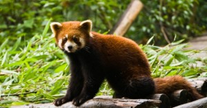 Red panda bear at Chengdu Giant Panda Breeding Center Sichuan China