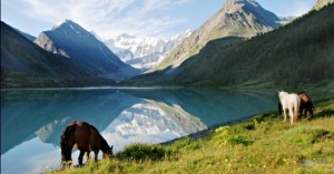 Horses near mountain lake Ak-kem