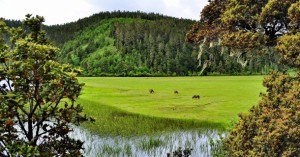 wetland:Shangri-La Pudacuo National Park,Yunnan,China
