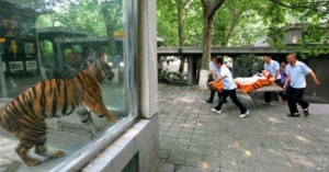 comment-capturer-un-tigre