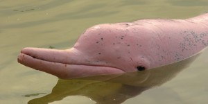 Dauphin chinois de riviere