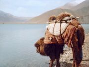 Le Xinjiang: La “Nouvelle Frontière”