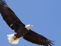 La vengeance de l’aigle