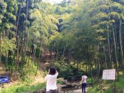 Repos et détente, escapade nature à Moganshan