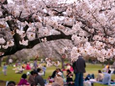 Le Japon en plein « Bloom of Cherry Blussom » !