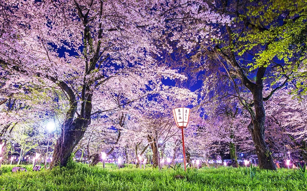 Cerisiers en fleurs à Kyoto
